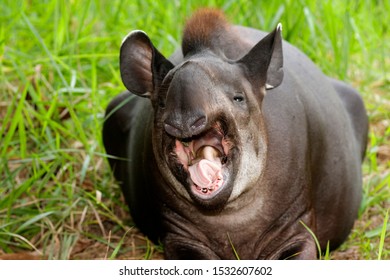 Tapir In Yasuni National Park, Ecuador