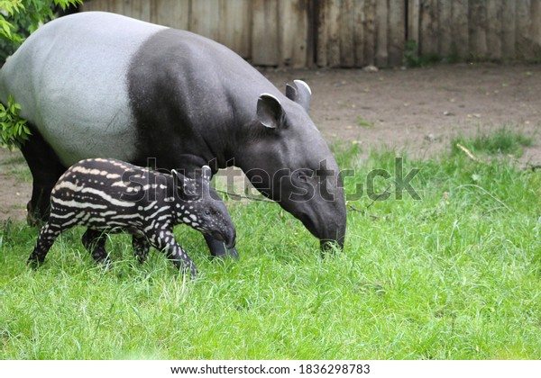 Tapirus Indicus Malayan Tapir Baby Zoo 庫存照片 立刻編輯