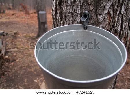 Tapped Maple Tree with bucket