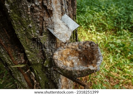 The tapped pine sap is then processed to produce gondorukem and turpentine which are raw materials for advanced industries