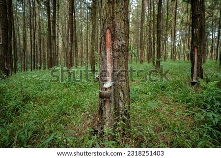 The tapped pine sap is then processed to produce gondorukem and turpentine which are raw materials for advanced industries