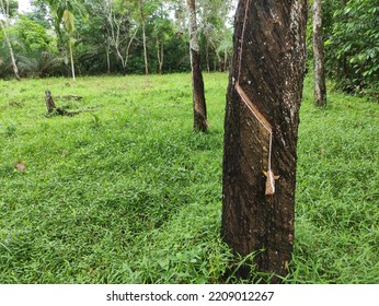 A Tapped Rubber Tree That Produces Sap