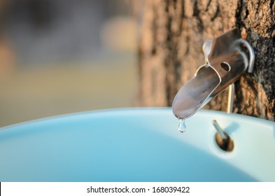 Tapped Sugar Maple Tree Dripping Sap Into Bucket.