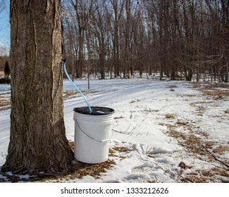 Tapped Tree For Maple Syrup Using A Plastic Tap, Hose, And Bucket.