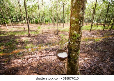 Tapping Latex From A Rubber Tree