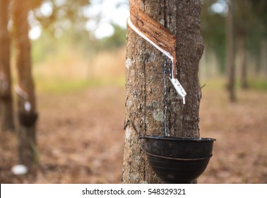 Tapping Latex  Rubber Tree