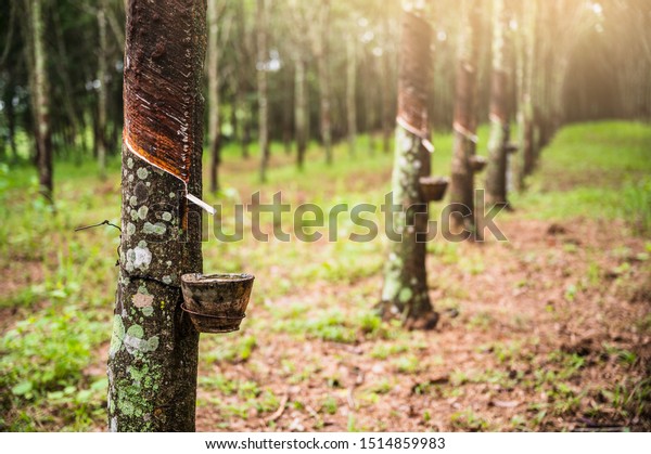 Tapping latex rubber tree, Rubber Latex\
extracted from rubber tree, harvest in\
Thailand.