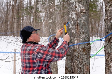 Tapping maple tree or maple tree tapping using plastic tubing to collect sap in a sugarbush located in Quebec, Canada.  Maple syrup producer. Collecting sap. How to.  - Shutterstock ID 2260115049