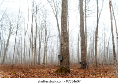 Tapping Maple Trees For Sap To Make Maple Syrup