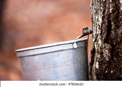 Tapping maple trees for sap to make maple syrup