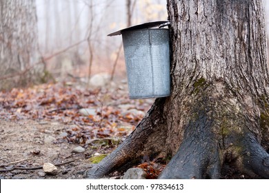 Tapping Maple Trees For Sap To Make Maple Syrup