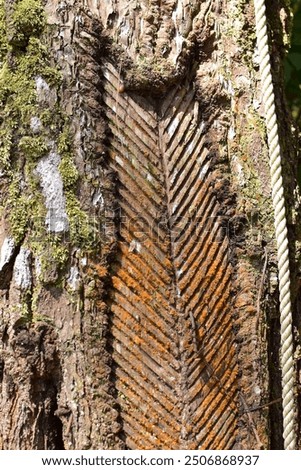 tapping pine tree resin to make turpentine