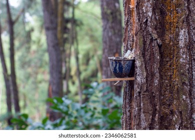 Tapping the sap of pine tree