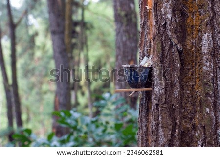 Tapping the sap of pine tree