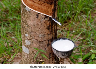 Tapping Sap From The Rubber Tree.