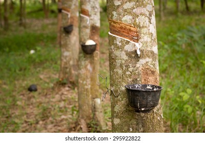 Tapping Sap From The Rubber Tree.