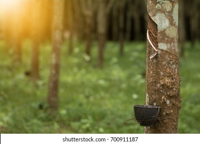 Tapping Sap From The Rubber Tree.