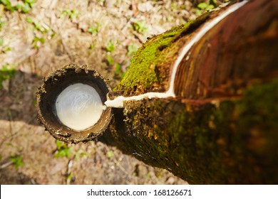 Tapping Sap From The Rubber Tree In Sri Lanka