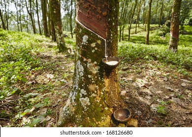 Tapping Sap From The Rubber Tree In Sri Lanka