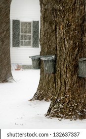 Tapping Trees For Making Maple Syrup In March During Snow Storm.