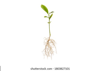 taproot lemon citrus bonsai plant - Shutterstock ID 1803827101