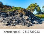 Tar Pits Park in Carpinteria features rugged, tar covered rocks and driftwood along the shoreline. A mix of dry and green vegetation on the adjacent hillside