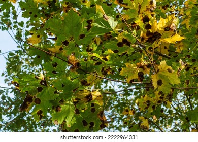 Tar Spot Disease At Run On A Maple Tree In Autumn 