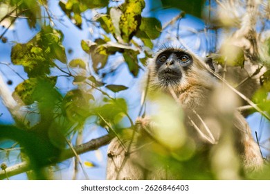 Tarai Gray Langur, Semnopithecus hector, Cercopithecidae, Royal Bardia National Park, Bardiya National Park, Nepal, Asia