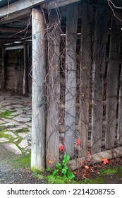 Taralga Australia, Autumn Scene With Creeper On Side Of Timber Farm Equipment Shed 