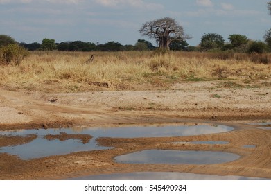 Tarangire National Park