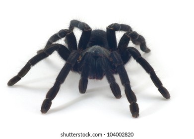Tarantula