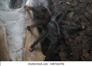 Tarantula. B. Hamorri, A. Avicularia 