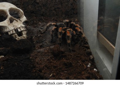 Tarantula. B. Hamorri, A. Avicularia 