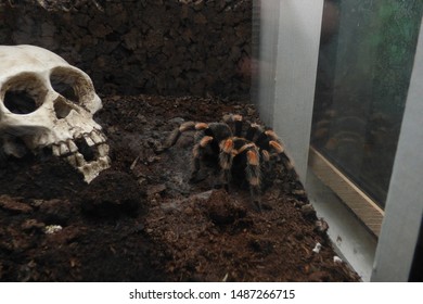 Tarantula. B. Hamorri, A. Avicularia 