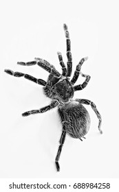 TARANTULA Black and White