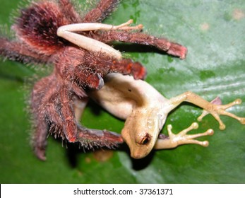 A Tarantula Capturing A Tree Frog - Amazon, Ecuador.