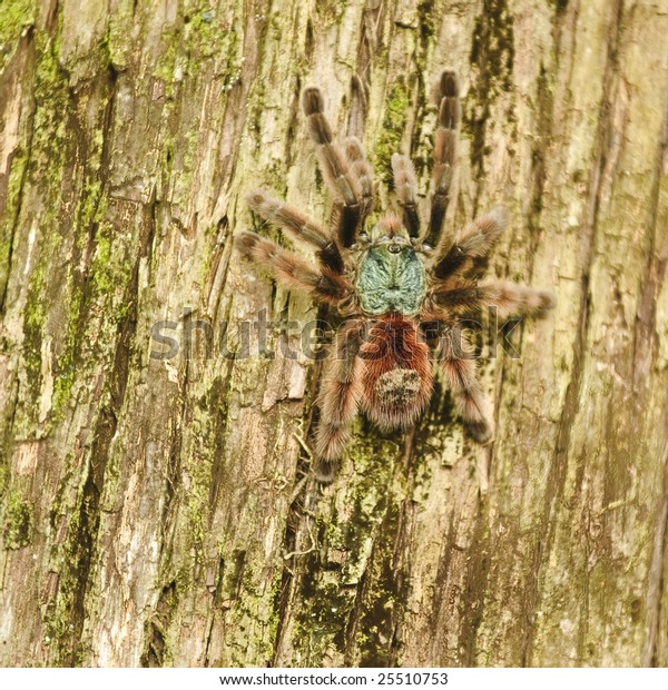 Tarantula Climbing Tree Stock Photo 