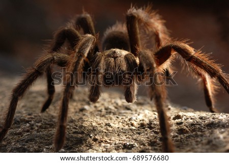 Tarantula Close Up