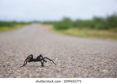 Tarantula Crossing The Road Near Marathon, Texas