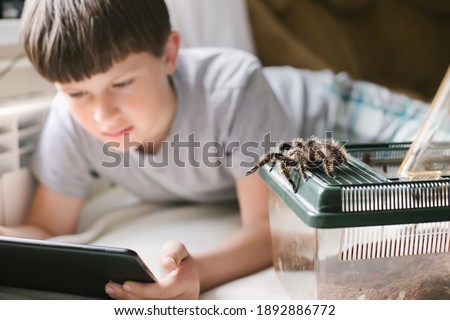 Tarantula escaped from terrarium. child plays on tablet next to pet. boy is looking for information about care of spiders Brachypelma albopilosum at home.