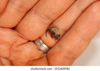 Tarantula Fang After Shedding. Exotic Veterinarian Examines A Spider Fangs, Vet. Biologist. Spider Fangs. Arthropods, Invertebrates. Insects, Insect, Bugs, Bug, Animals, Animal, Wildlife, Wild Nature