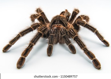 Tarantula の画像 写真素材 ベクター画像 Shutterstock