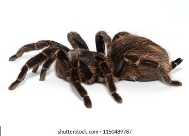 Tarantula Grammostola Porteri Isolated On White Stock Photo 1150489787 ...