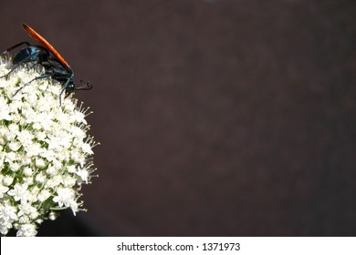 Tarantula Hawk