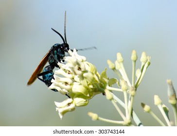 Tarantula Hawk Wasp