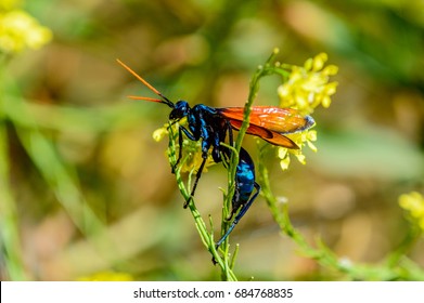 Tarantula Hawk Wasp