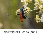 Tarantula Hawk Wasp Feeding on Nectar in Tijuana, Baja California