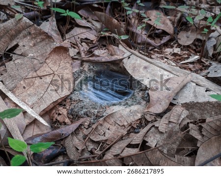 a tarantula hole with a protective net in the middle of the hole among the dry leaves