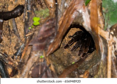 Tarantula Inside Its Burrow In The Rainforest Of Thailand