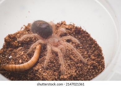 Tarantula Larva Is Eating Yellow Mealworm